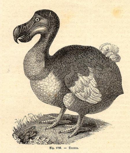 ce dodo