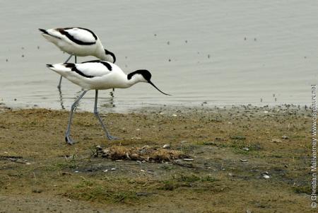 avocette élegante