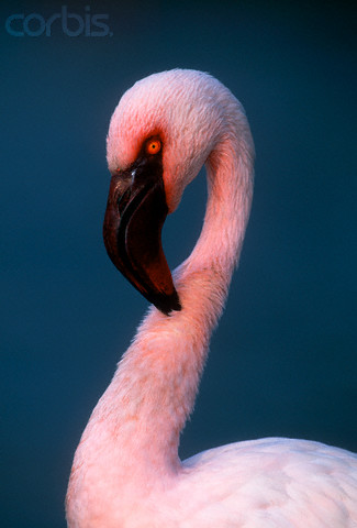 cygne