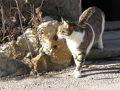 les chats calment !!!!!