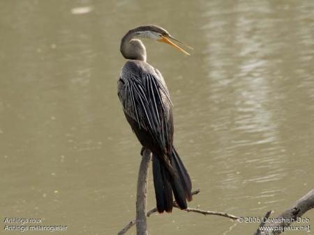 anhinga roux