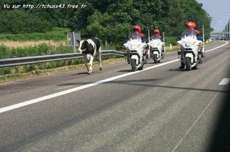 roule marcel