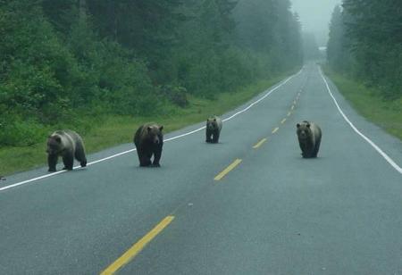 mes nounours