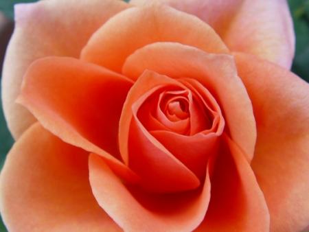 pour vous