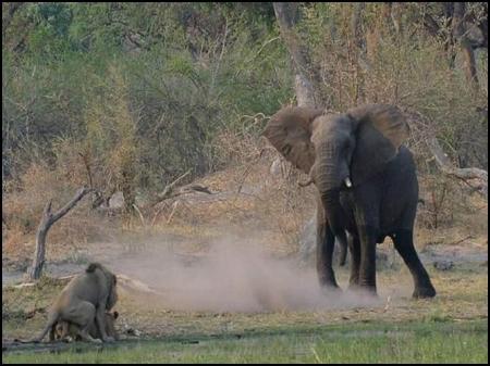 un elephant