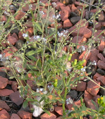 myosotis...............