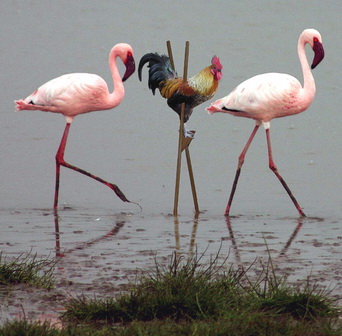 flamand rose
