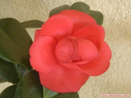 contemplez cette rose