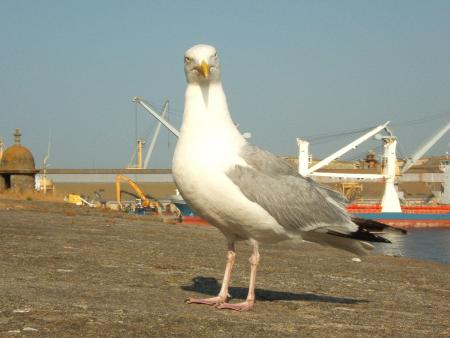 mon bel oiseau