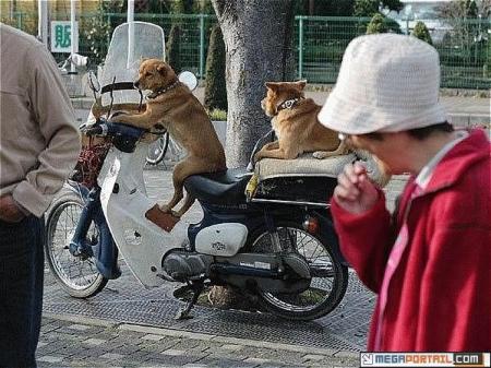prudent, il regarde partout !