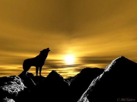 j'aime les loups 