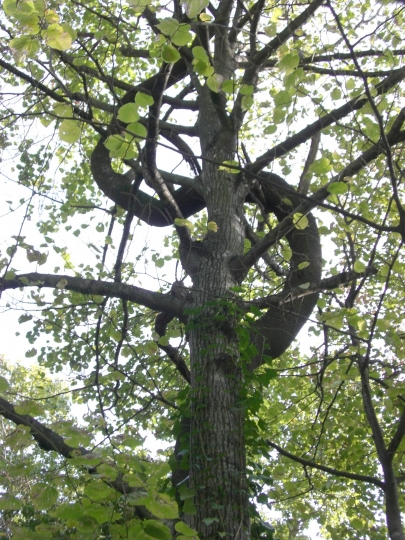 ARBRE DE VIE