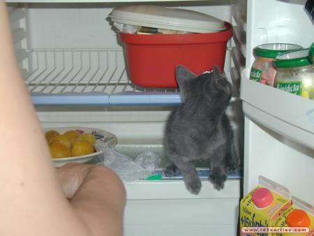 minet