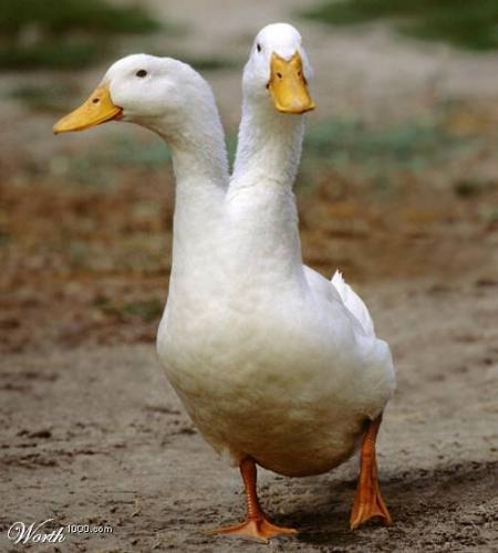 2 foie gras????