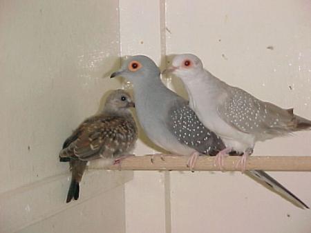 3 oiseaux