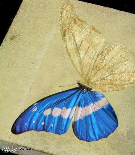 que ce papillon se pose sur votre visage pour vous dire 