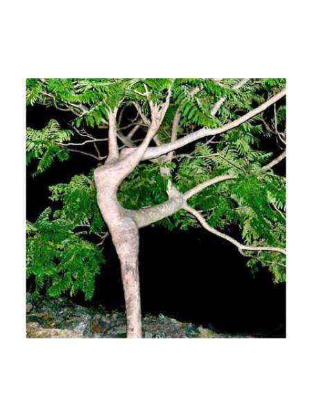 arbre danseur