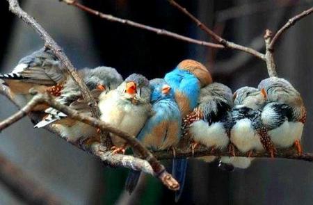 chantons, dansons