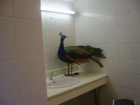 toilette?