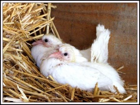 ou est innocence?