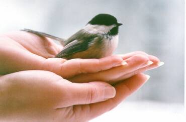 MA Mésange