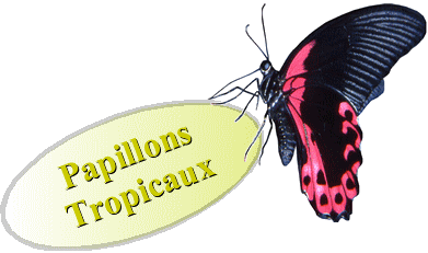 papillon flamboyant
