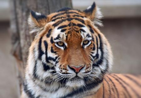 chat tigre !!
