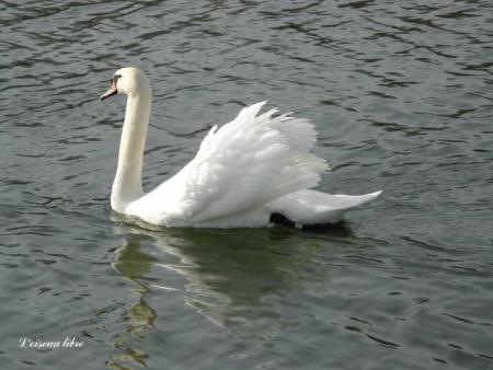 le cygne !!!!!