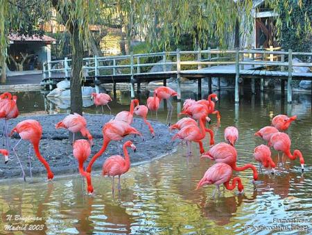 flamants roses