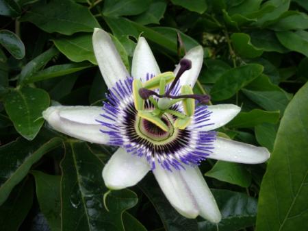 passiflore