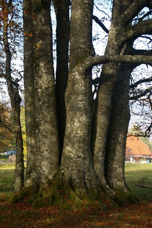 rêver