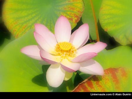 lotus