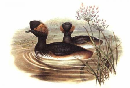 grebe a cou noir