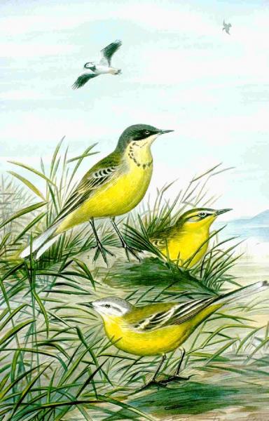 bergeronnette de printemps