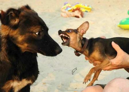 attentio,