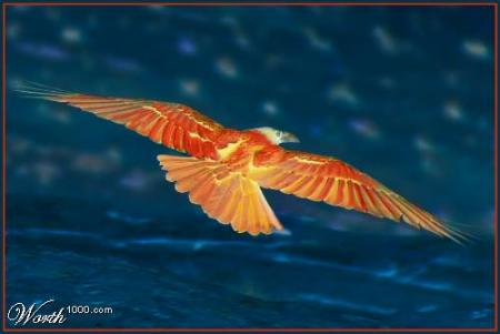 accompagne moi bel oiseau...........