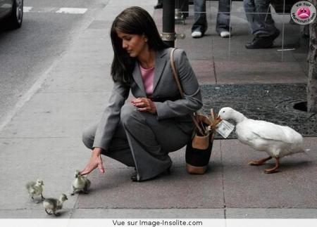 bien dressée.............