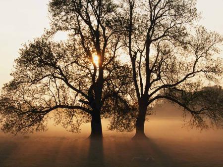 mon arbre