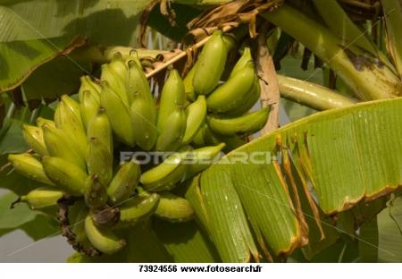 la banane
