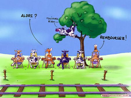 les vaches............