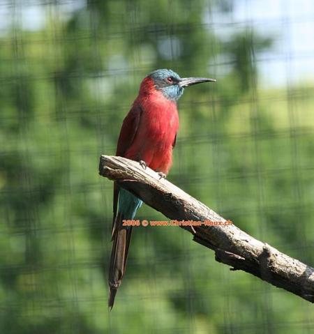 oiseau rouge