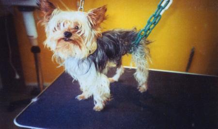chien de luxe !