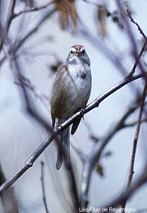 mon bel oiseau !!!!!!