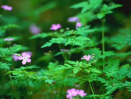 timide fleur