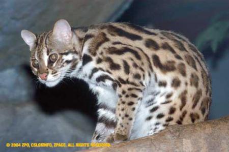 chat leopard