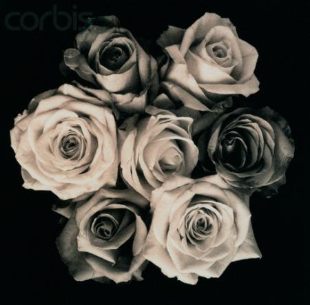 pour vous obliger a penser à moi, voici quelques roses..............