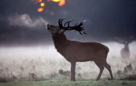 le cerf