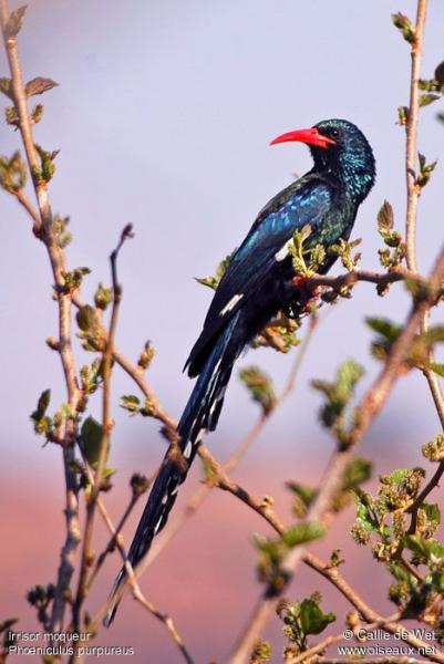 a dodo